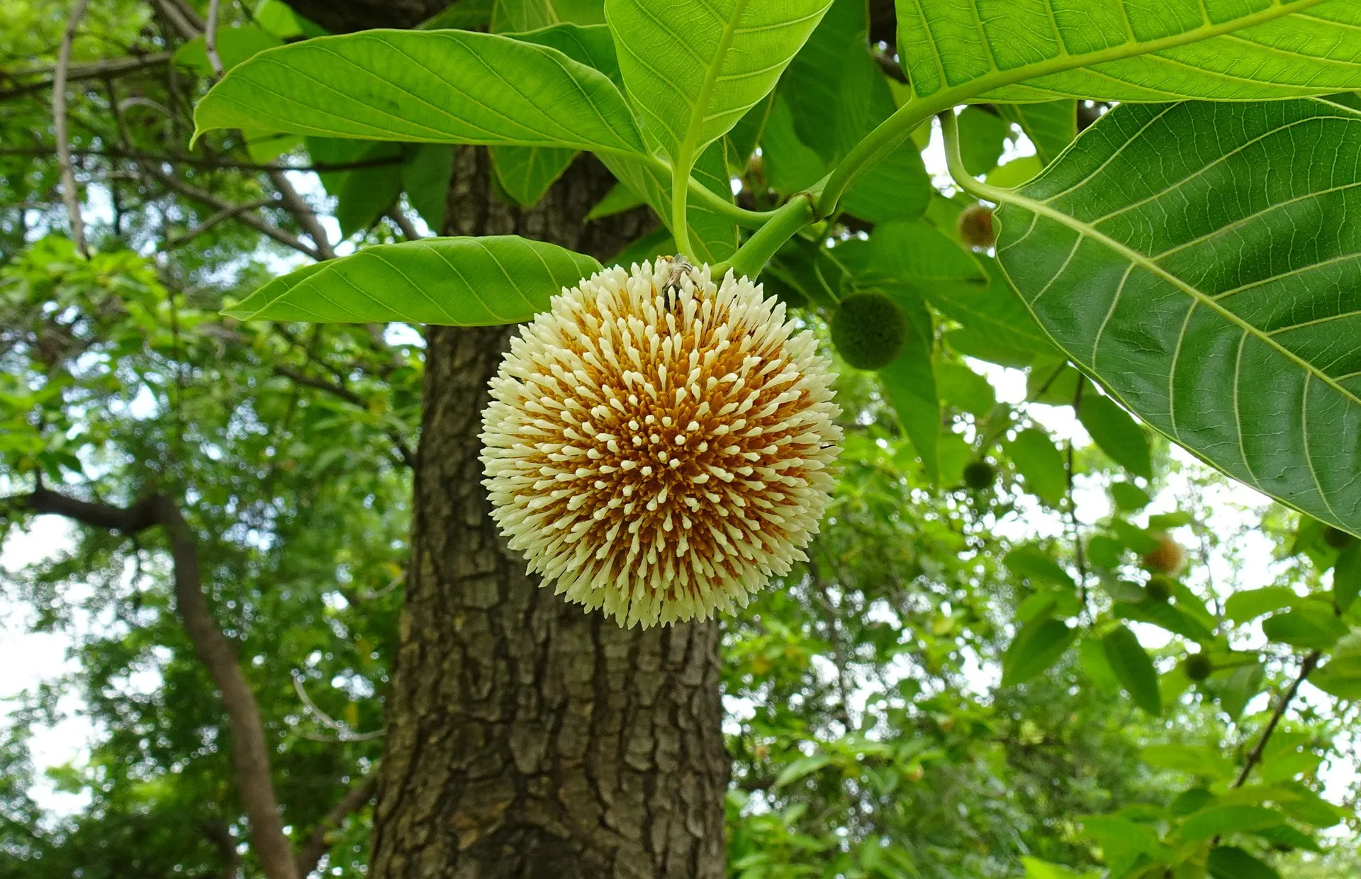 cadamba flower on tree