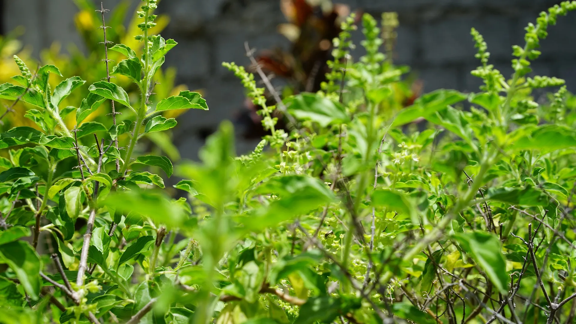 holy-basil-tulsi