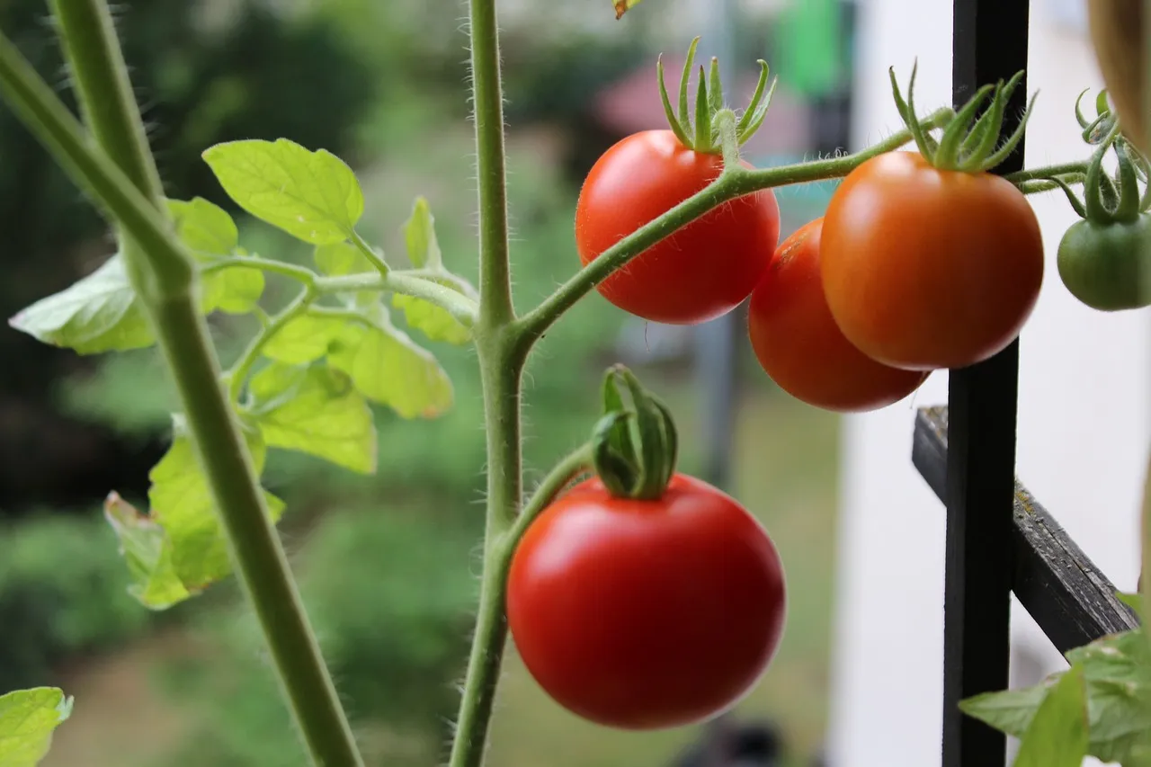 tomatoes in balcony
