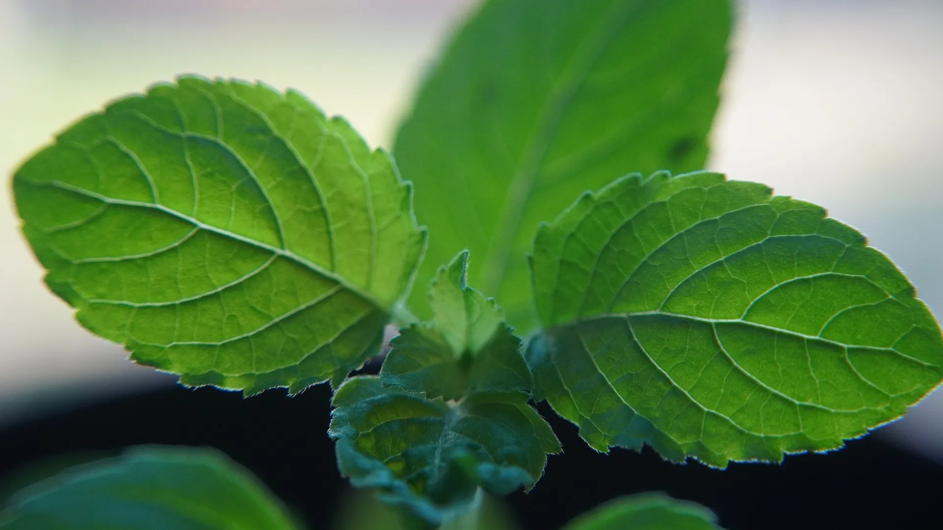 tulsi basil leaves