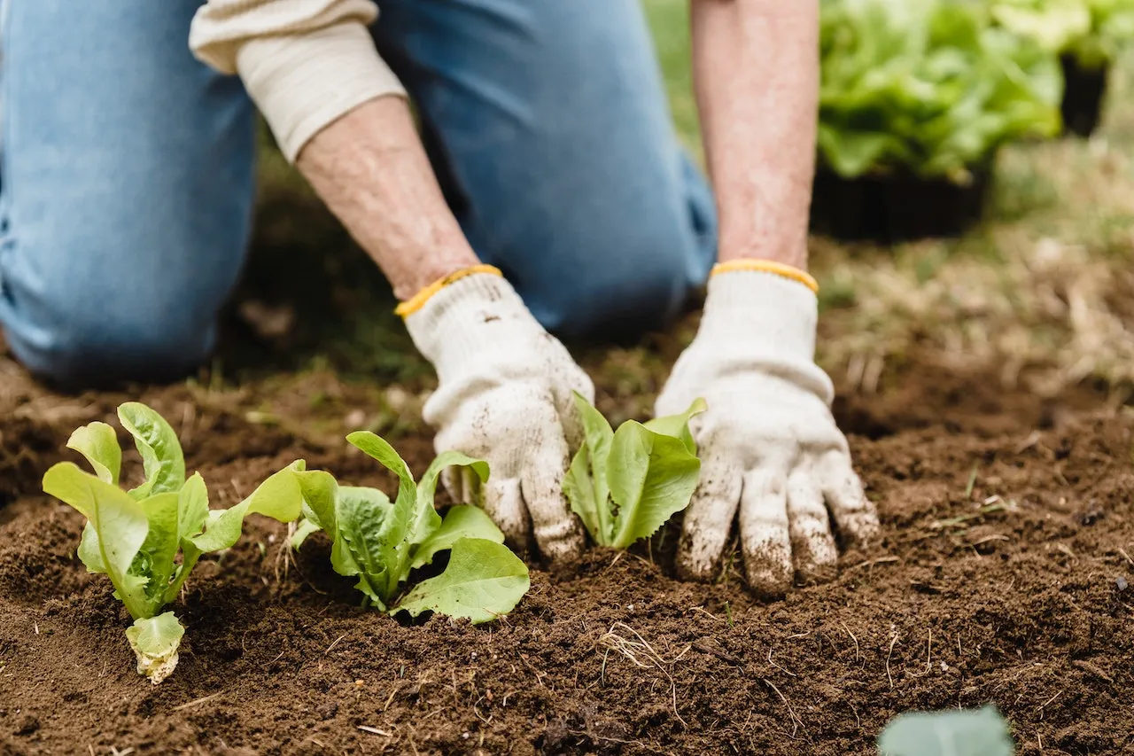 Organic pesticides