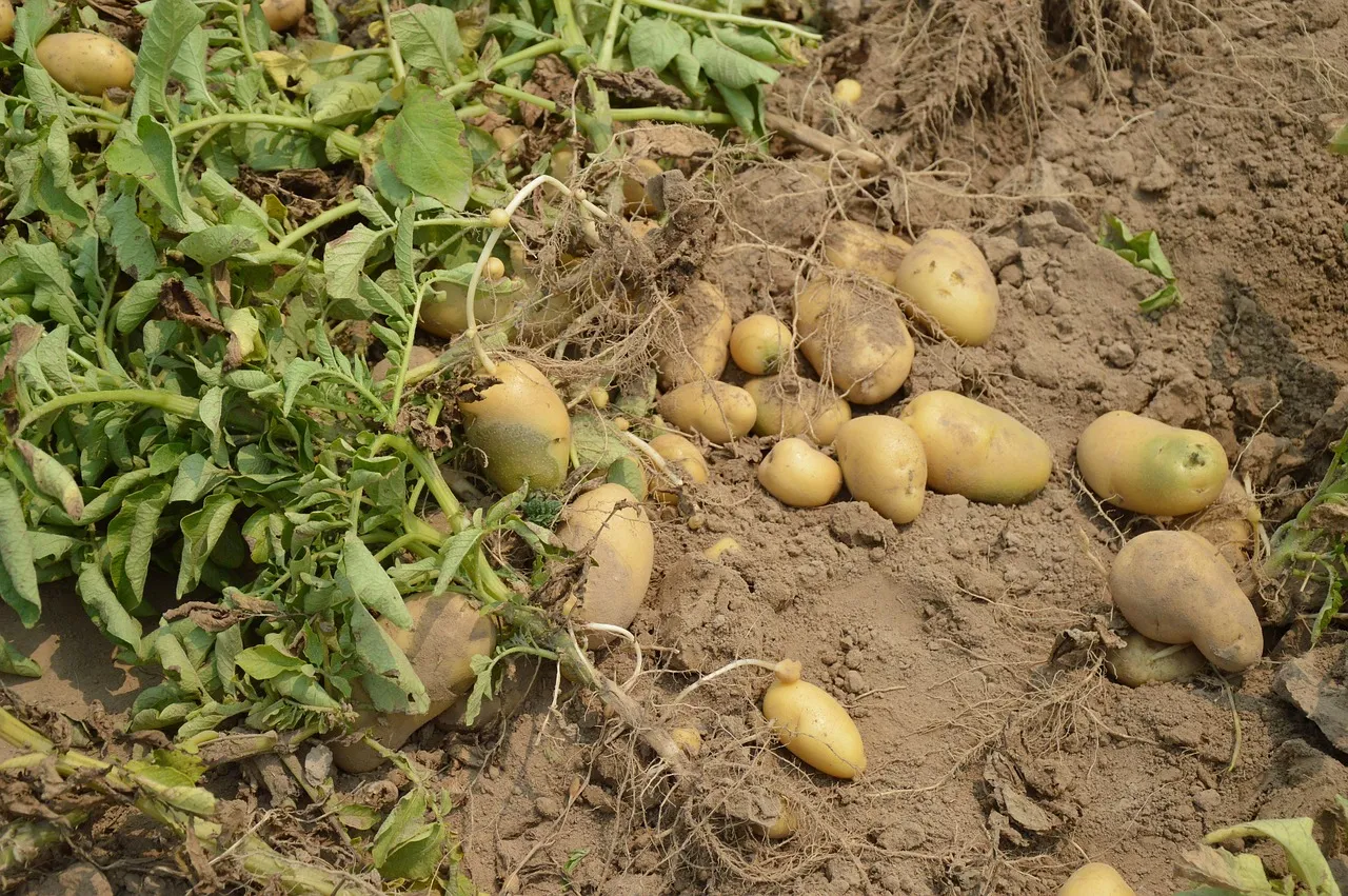 Organic potatoes