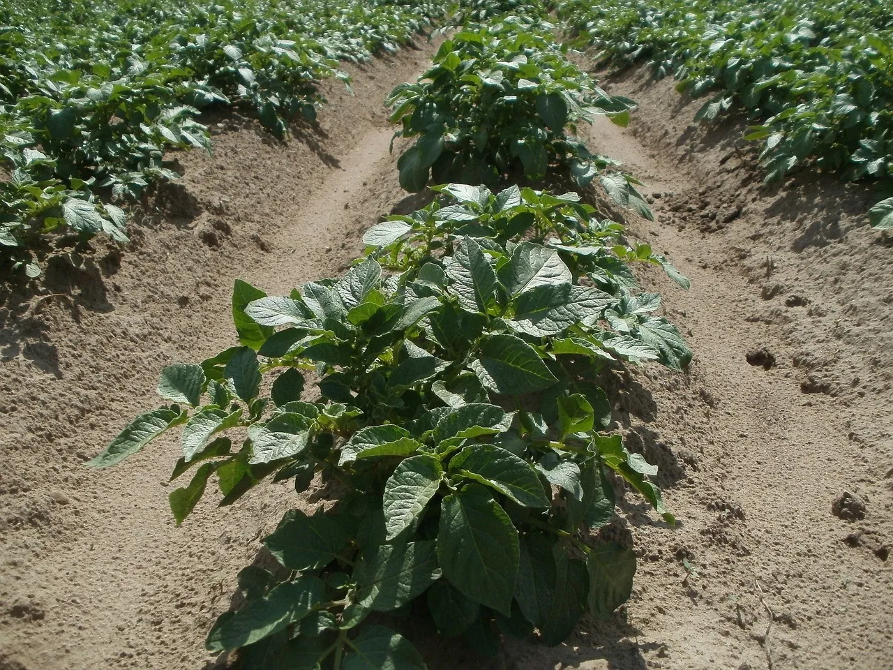 Potato Plant