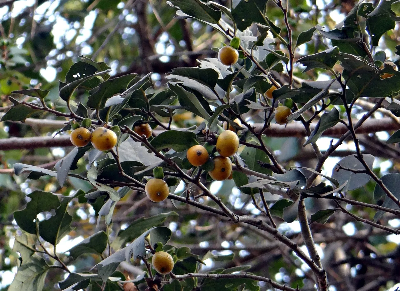 The Amazing Benefits of the Kendu Leaf, Fruit and Tree