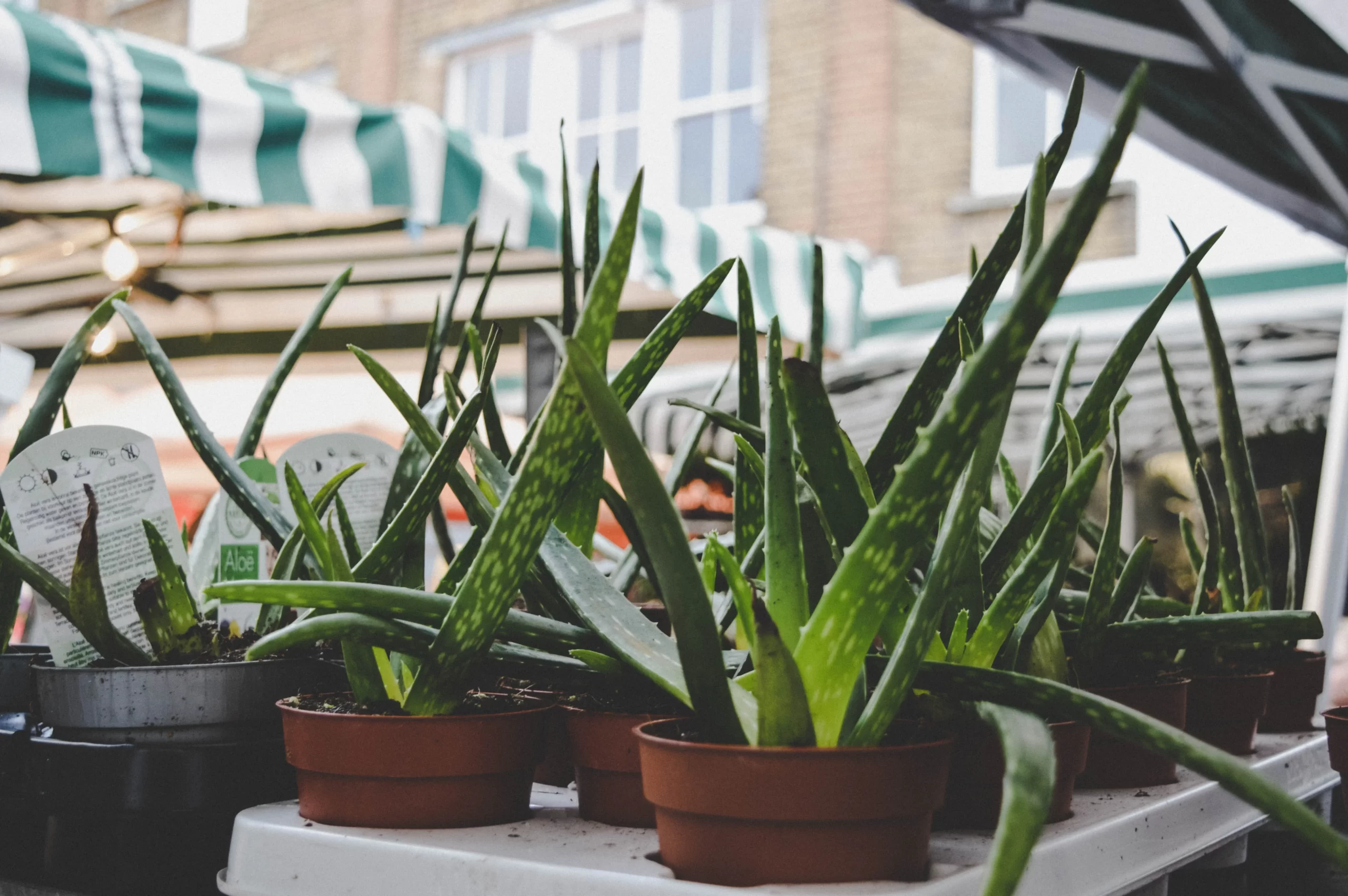 How to Grow Aloe Vera on a Balcony!