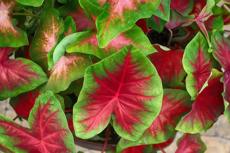 Balcony Gardening Bliss Enhancing Your Space with Caladiums