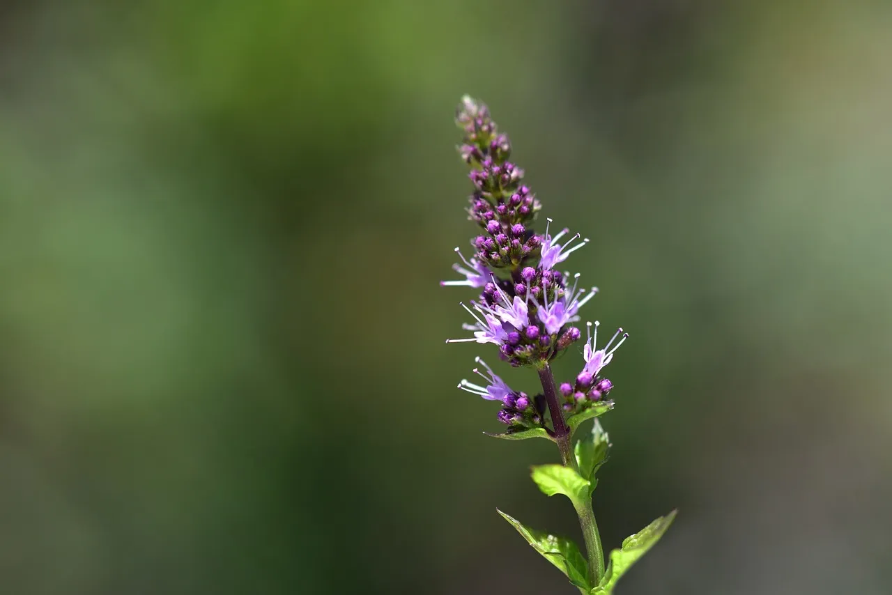 Peppermint Flower