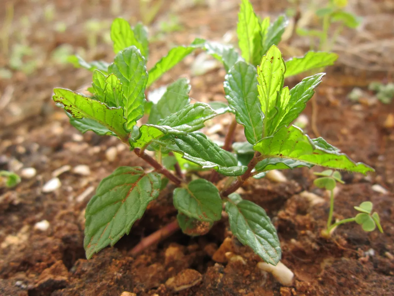 Peppermint plantation