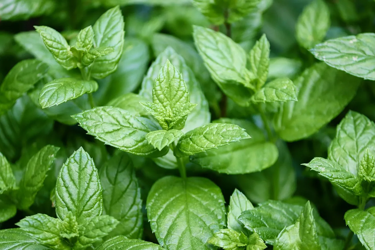 The Ultimate Guide to Growing Peppermint in Your Garden