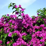 Bougainvillea