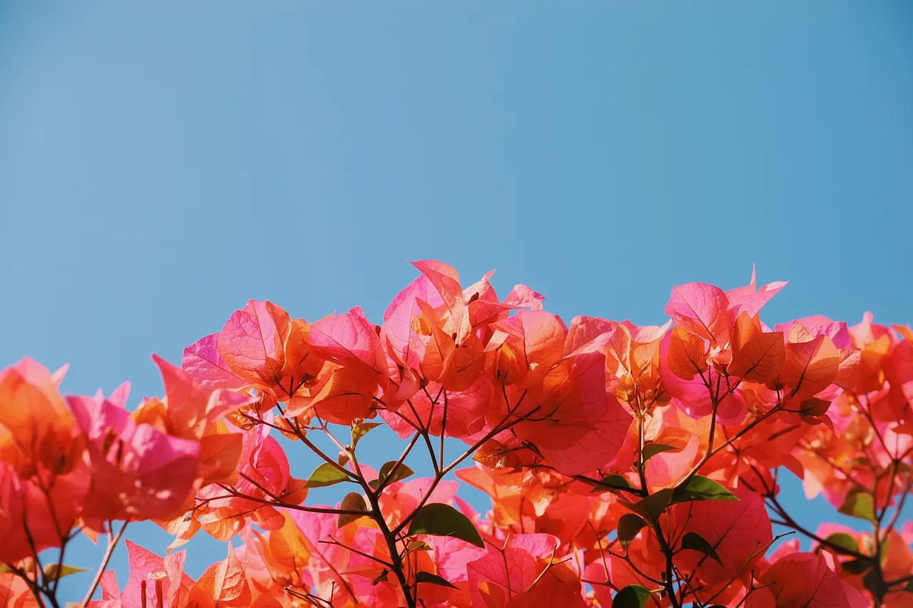 Bougainvillea beauty under blue sky