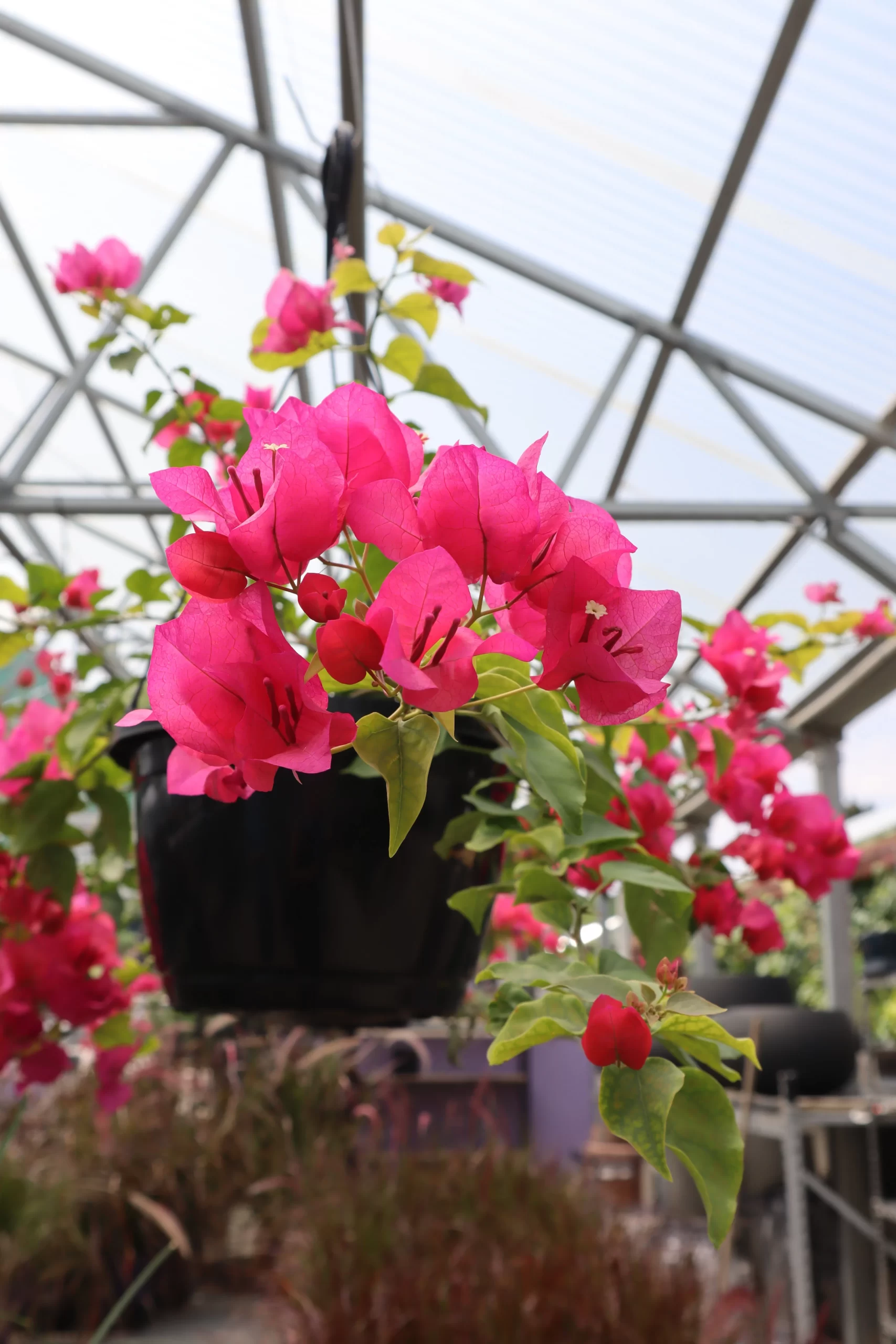 Bougainvillea in container