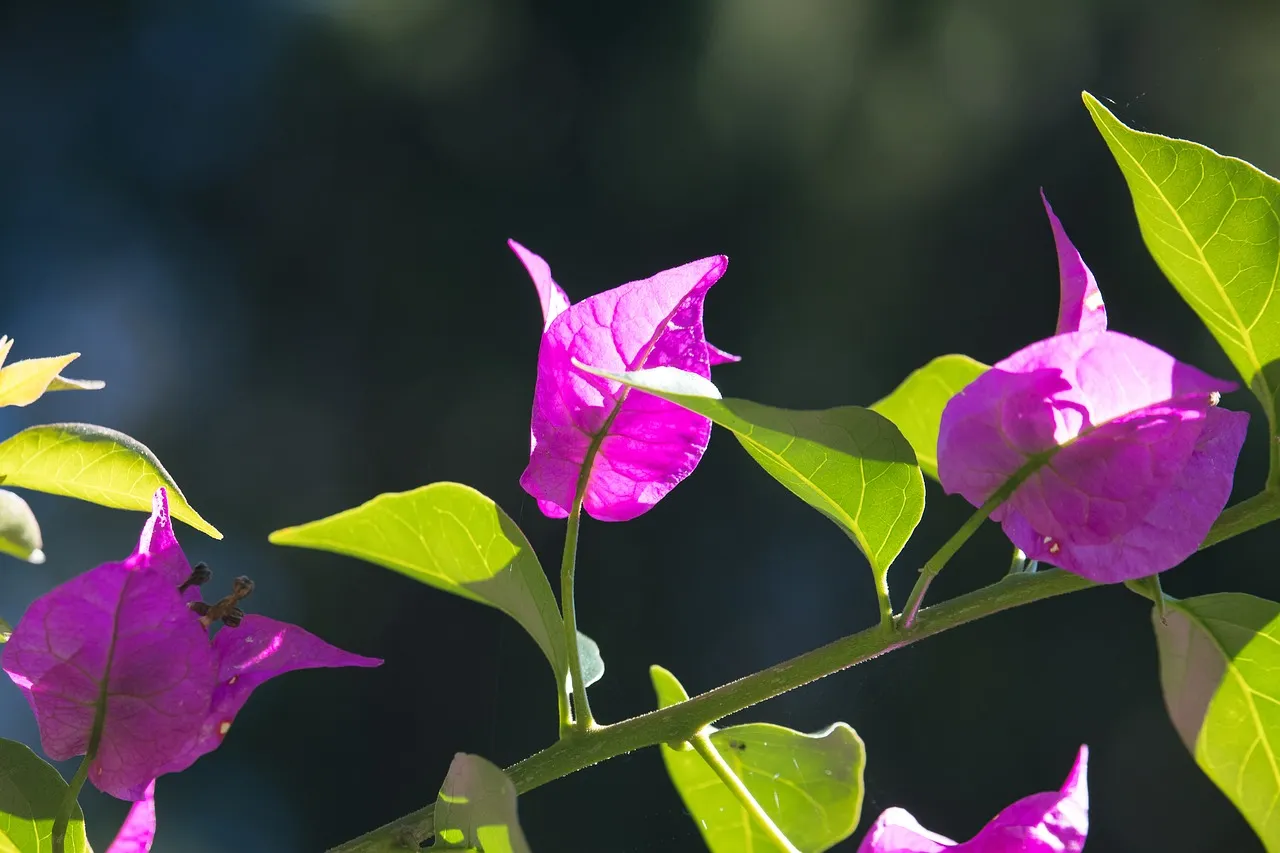 Bougainvillea with leaves