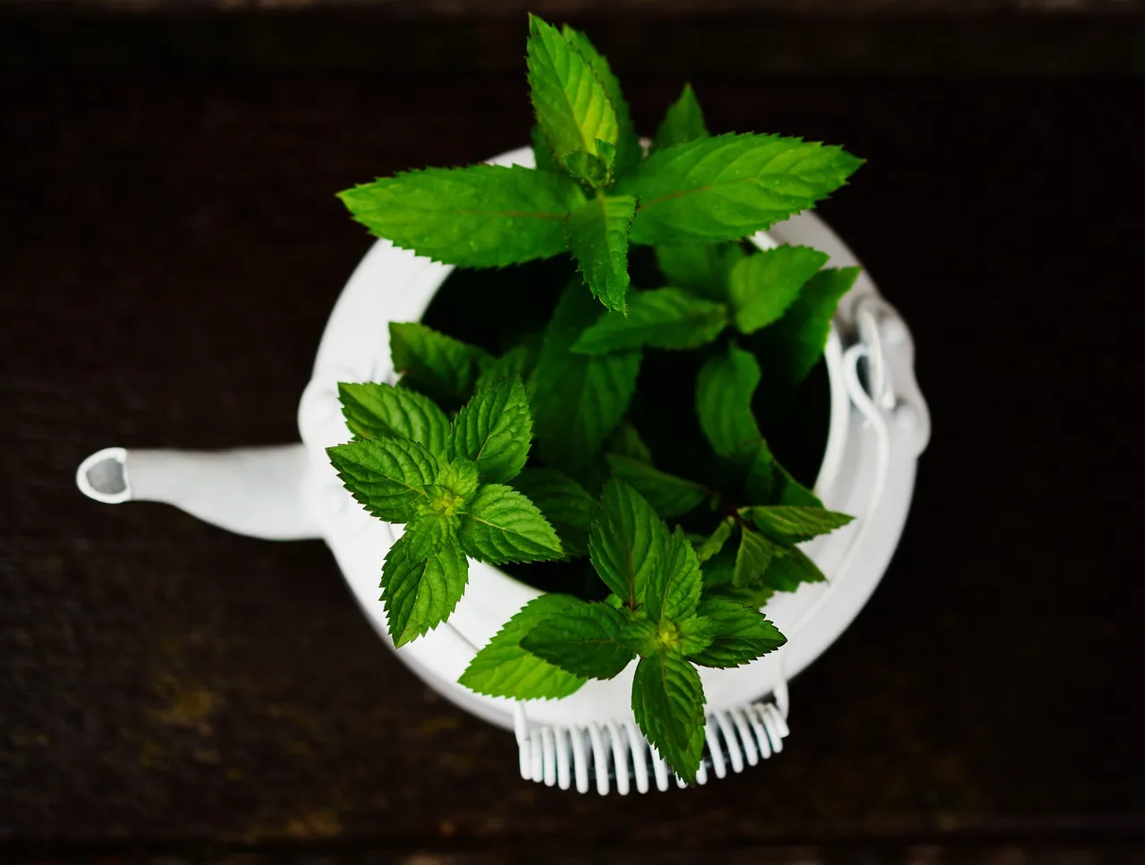 The Ultimate Guide To Growing Peppermint In Your Garden