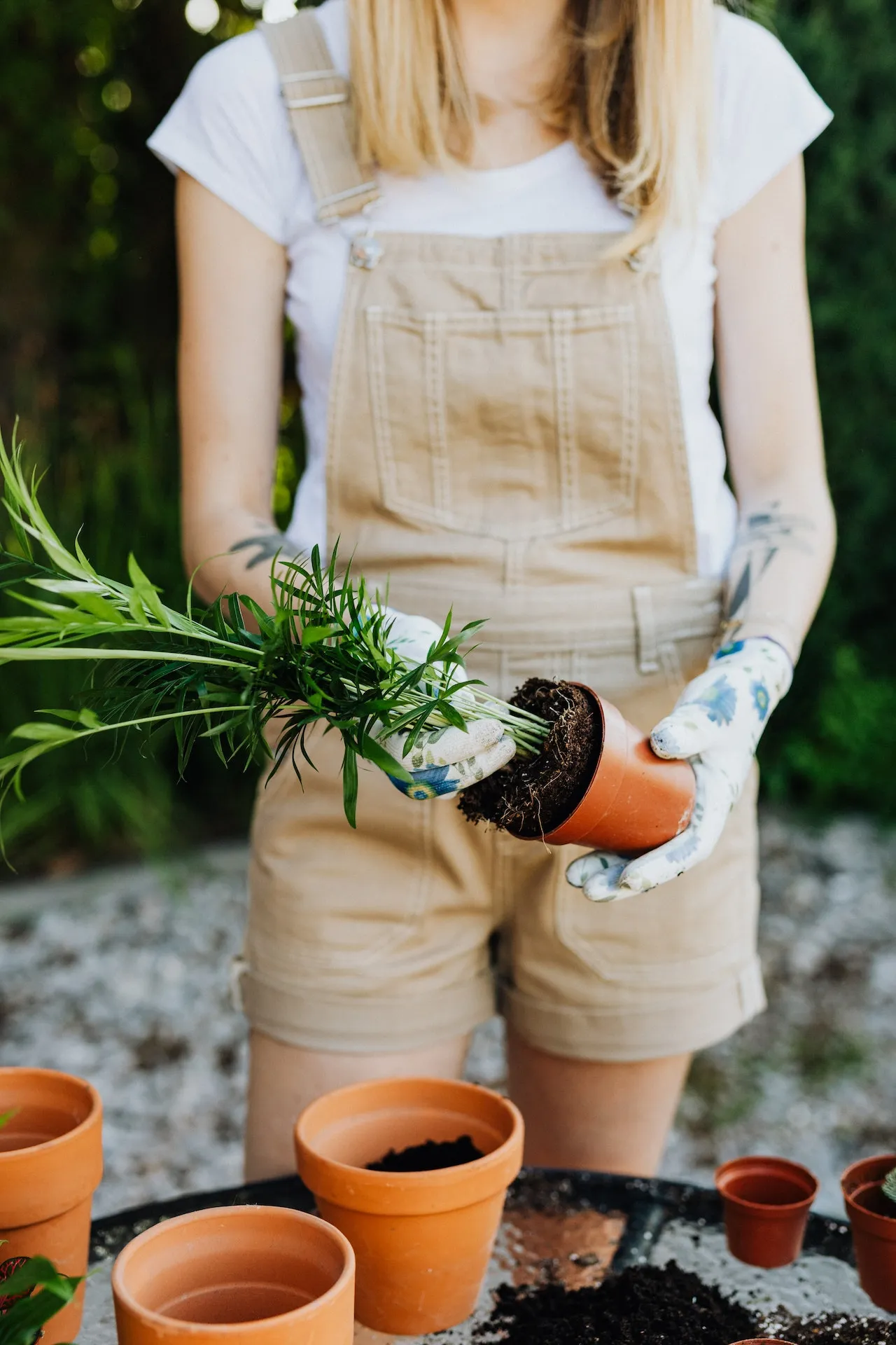 Areca Palms Maintenance