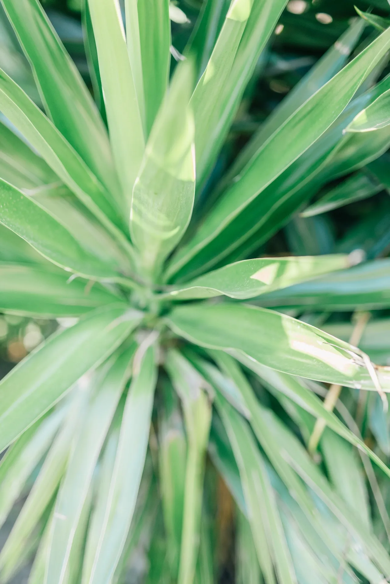 Areca Palms closed-ups