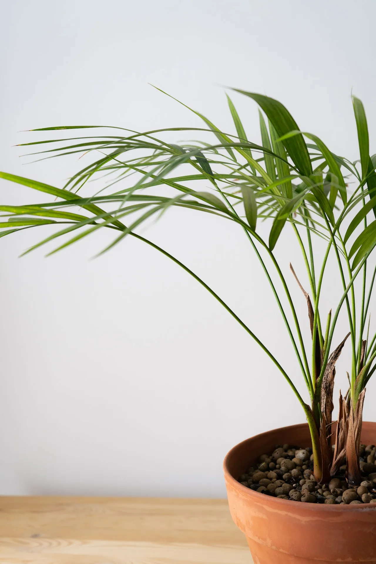 Areca Palms on desk