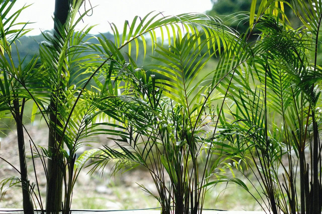 Unlock the Secret to Thriving Areca Palms in Your Balcony Garden