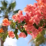 bougainvillea