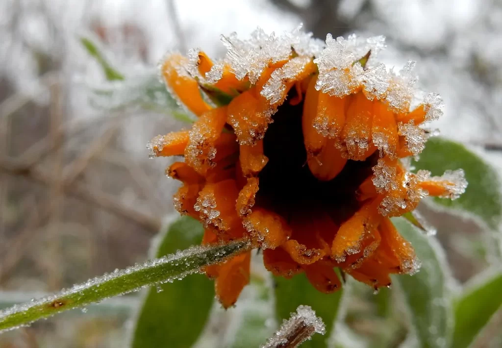 calendula in snow