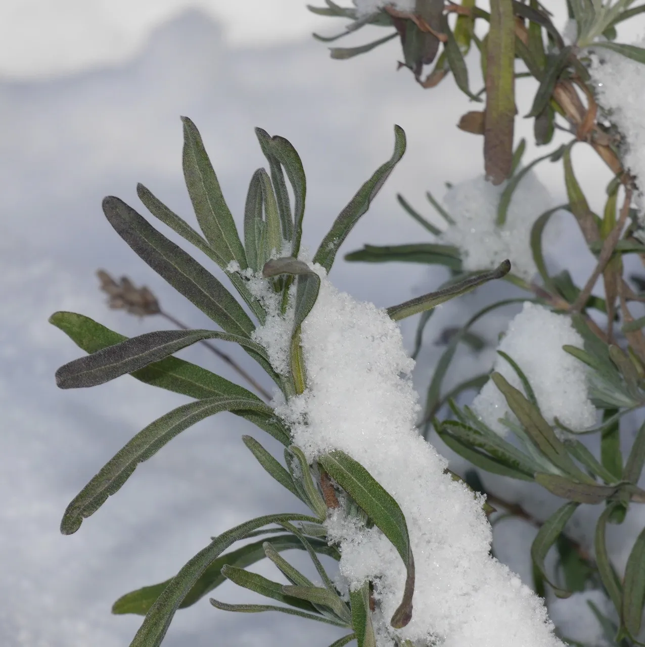 Lavender in winter