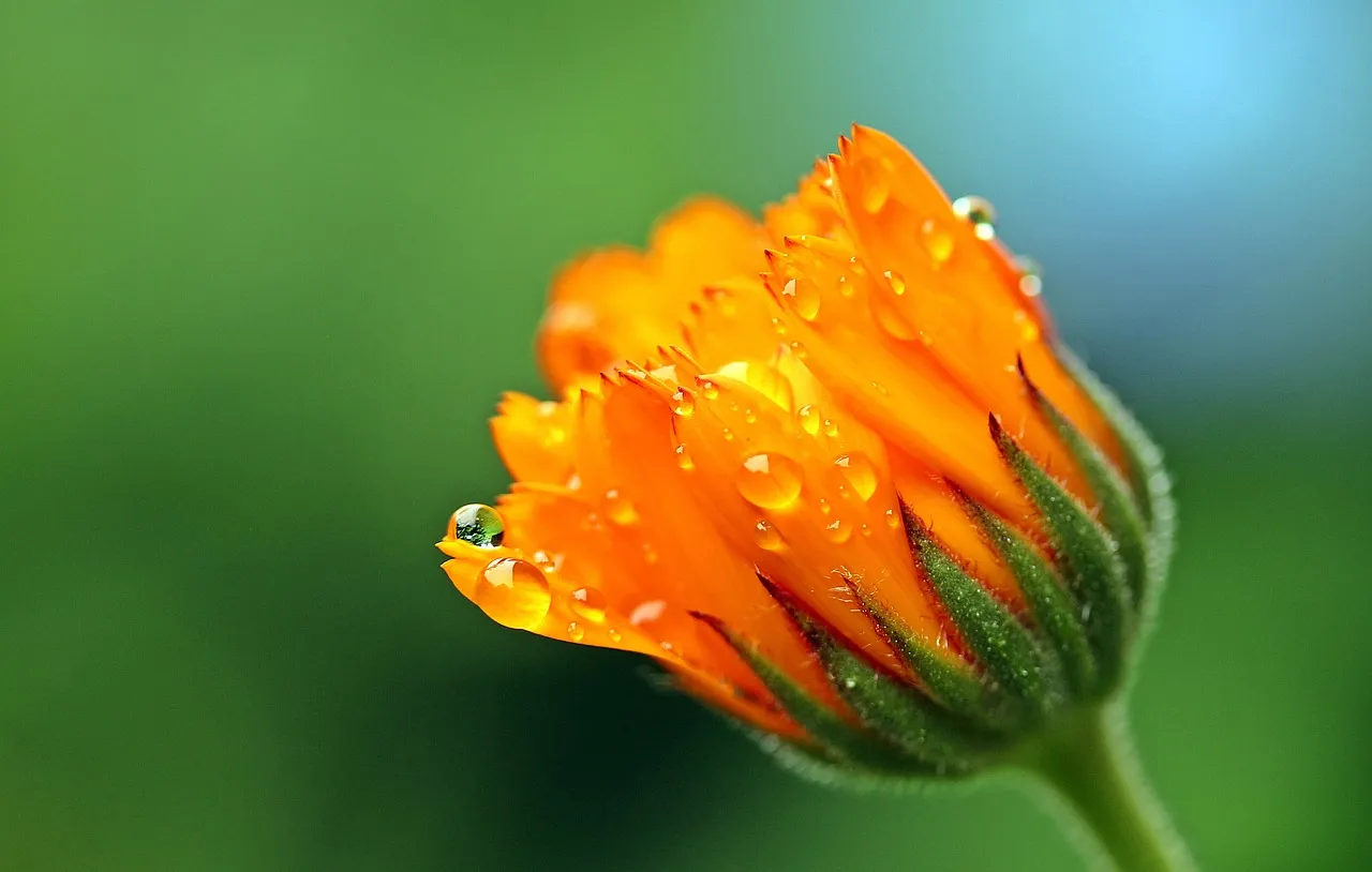 calendula