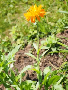 calendula