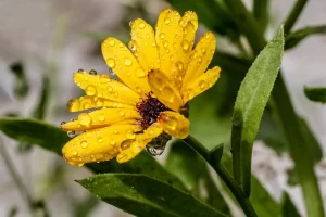 calendula