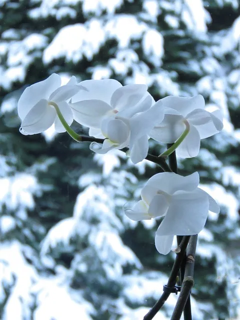 orchids in snow