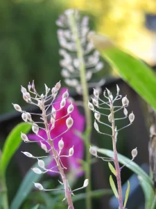 alyssum seed pods