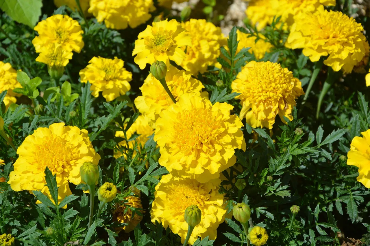 marigold