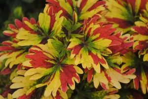 coleus