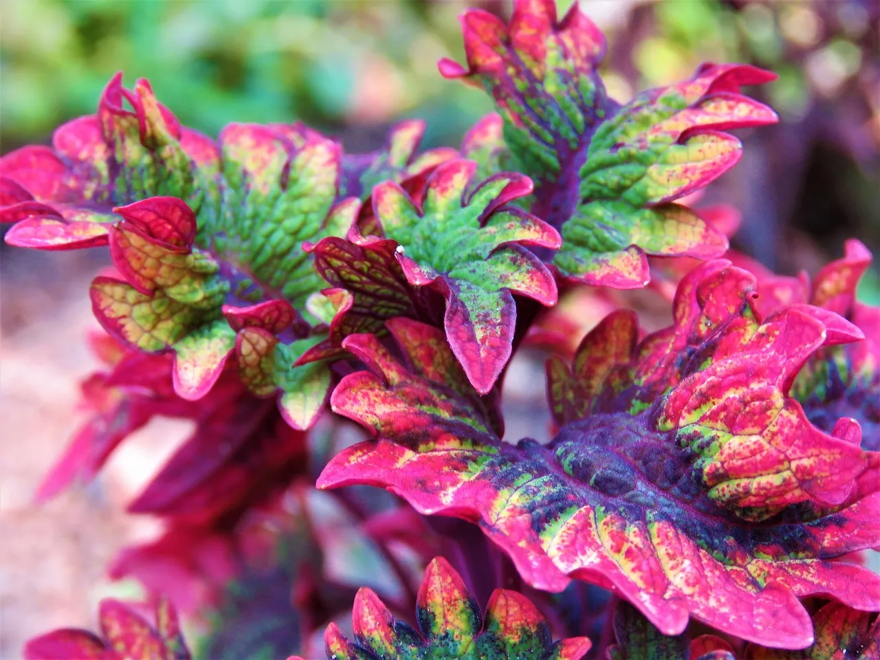 coleus