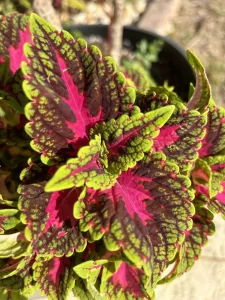 coleus