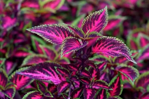 coleus