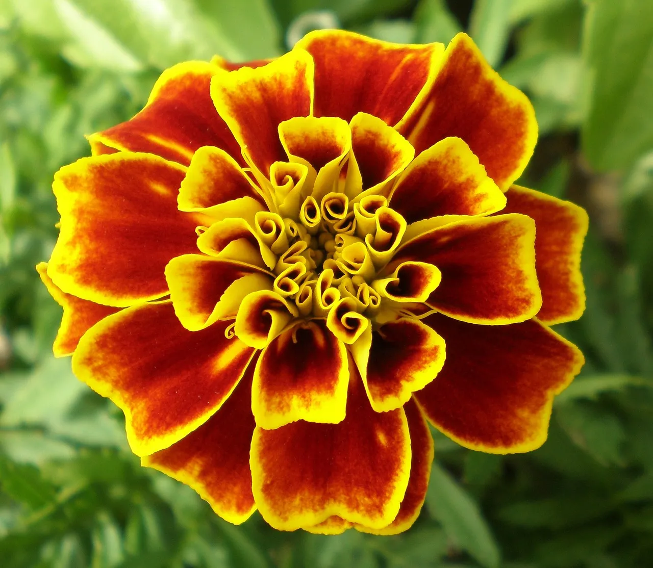 marigold