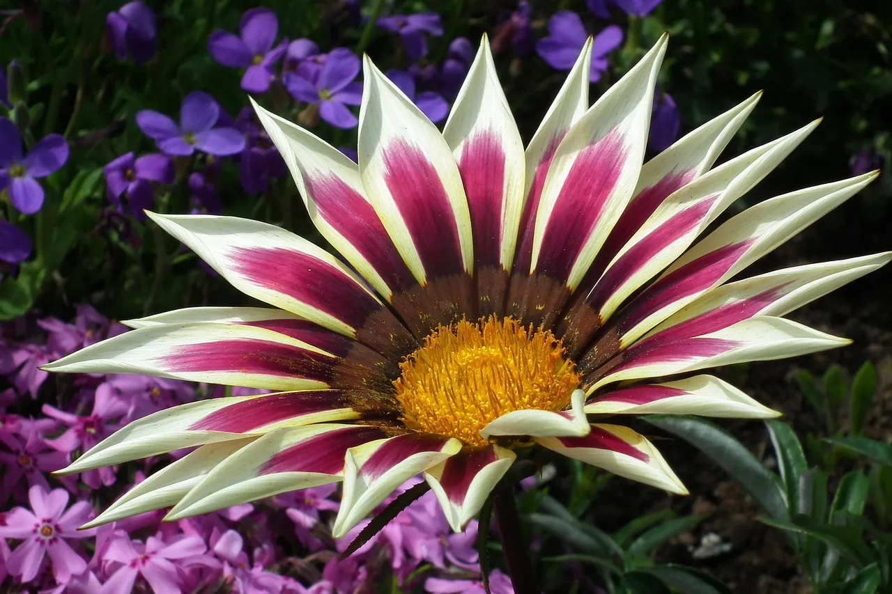 gazania