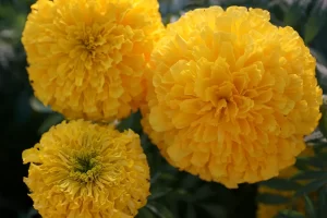 marigold