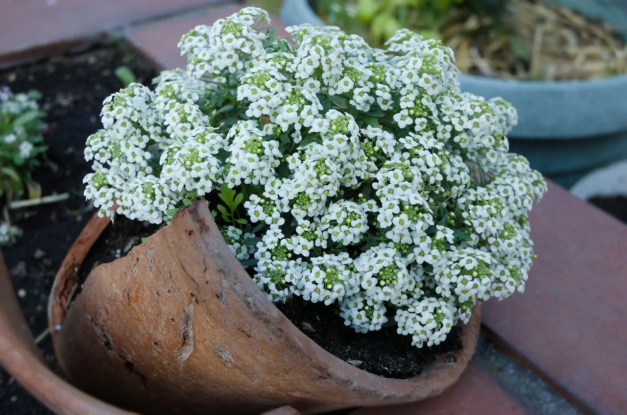 alyssum