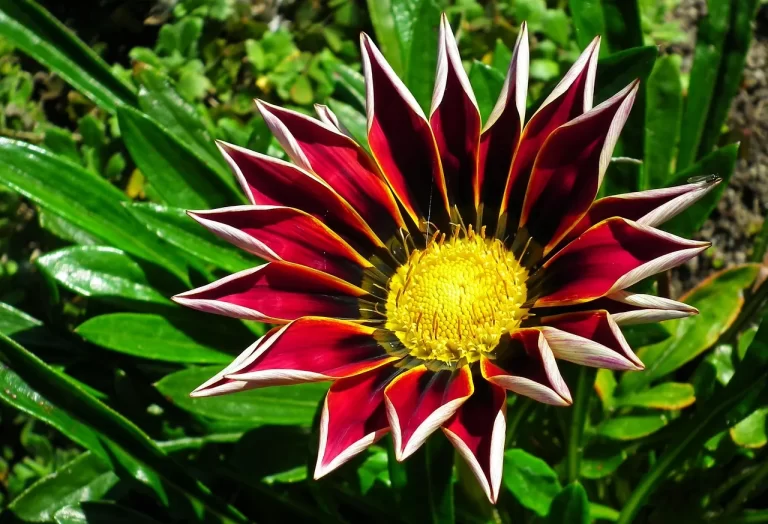 gazania