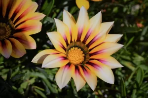 gazania