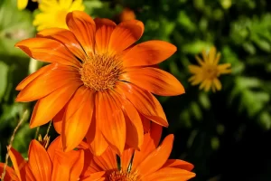 gazania