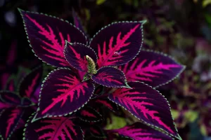 coleus