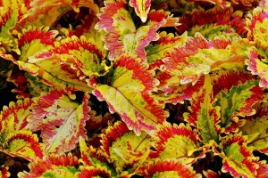 coleus