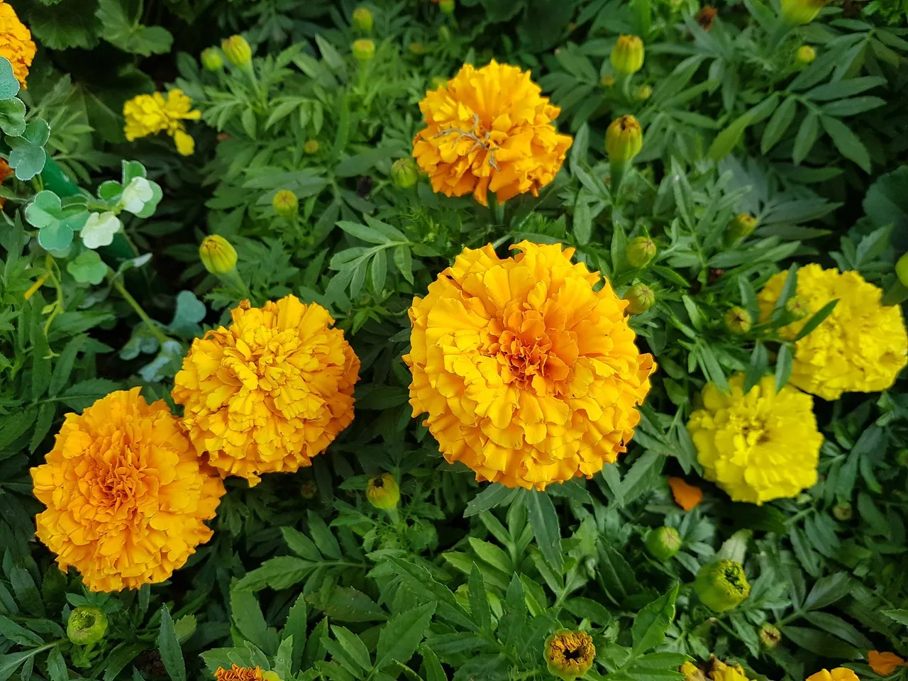 marigold