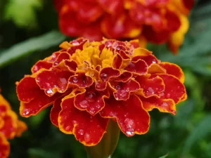 marigold