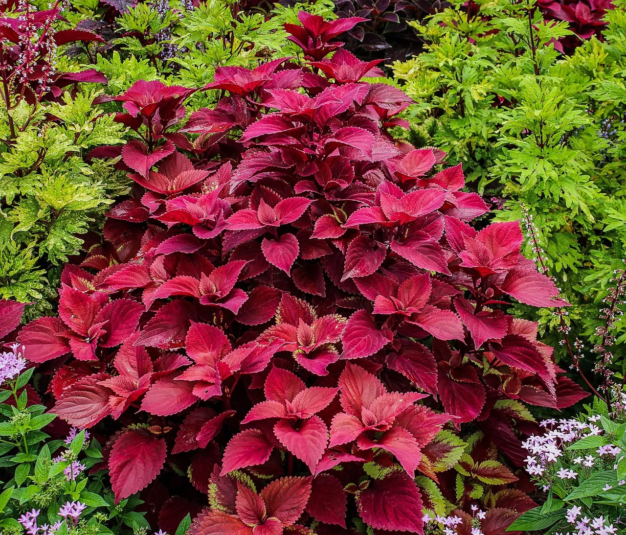 coleus