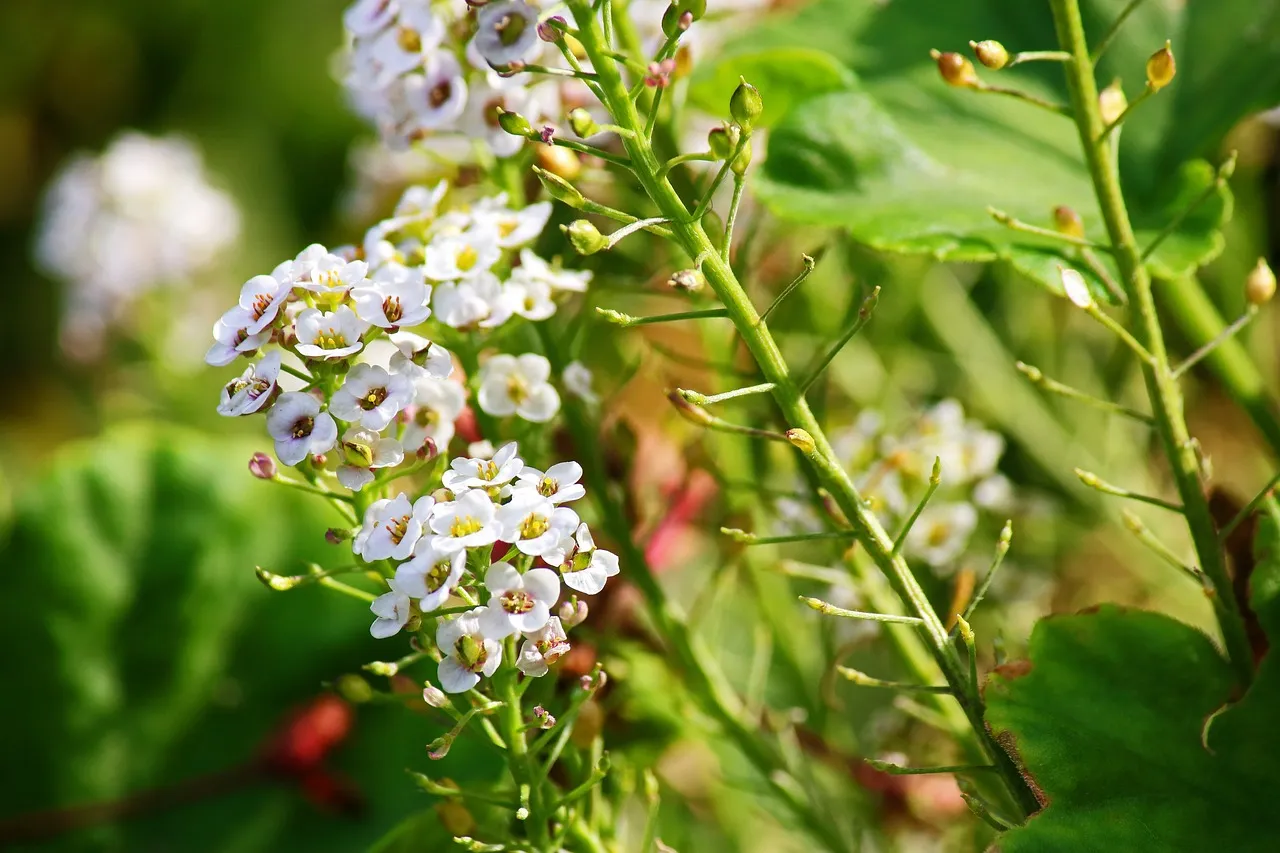 sweet alyssum