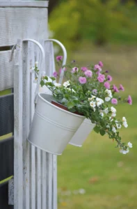 portulaca