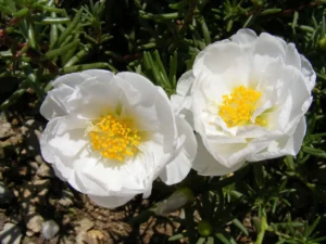 portulaca